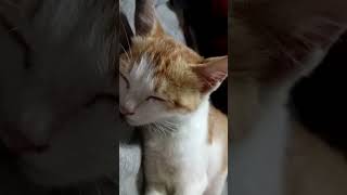 #cat #shorts #video #deepsleep #catsleeping