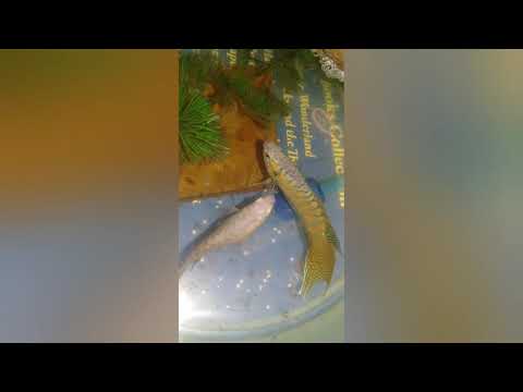 How to breed paradise fish