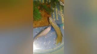 How to breed paradise fish
