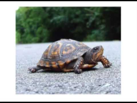 ქვეწარმავლები