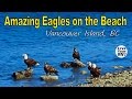 Amazing Eagle Activity on a Beach in Campbell River, BC