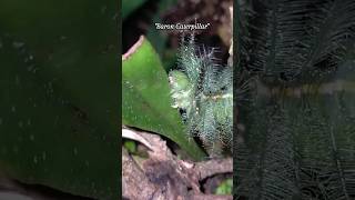 Download Lagu Baron Caterpillar #caterpillar MP3