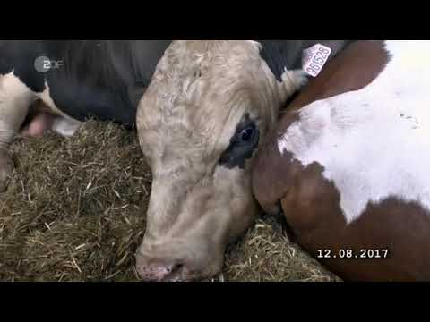 Tiertransporte EU nach Nordafrika zum Schächten (und Augen ausstechen)