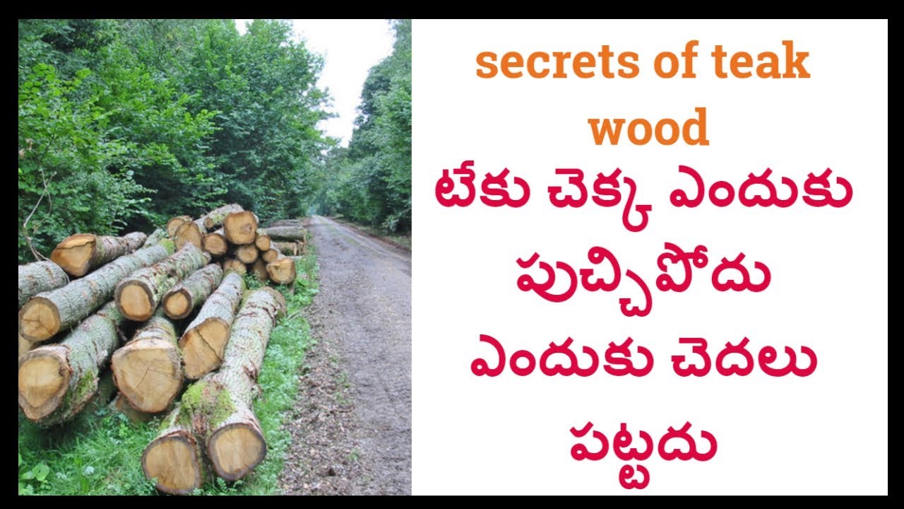 Secrets Of Teak Wood In Telugu secrets-of-teak-wood-in-telugu