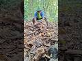 Wow, amazing, I got a nest in the wood. #shortviral #animals #nature