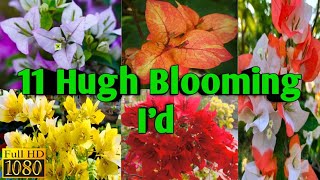 Hugh Blooming 11 #Bougainvillea ❤❤ With Name & Nature  #@@ss