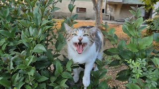 The poor stray cat is so hungry that it is screaming for food.