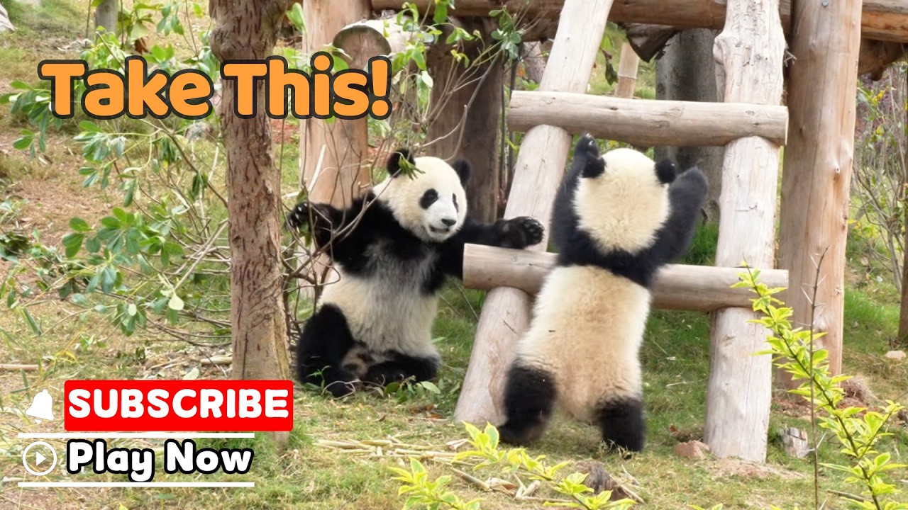 Baby Pandas Wrestling Fiercely, But No Winner | iPanda - YouTube