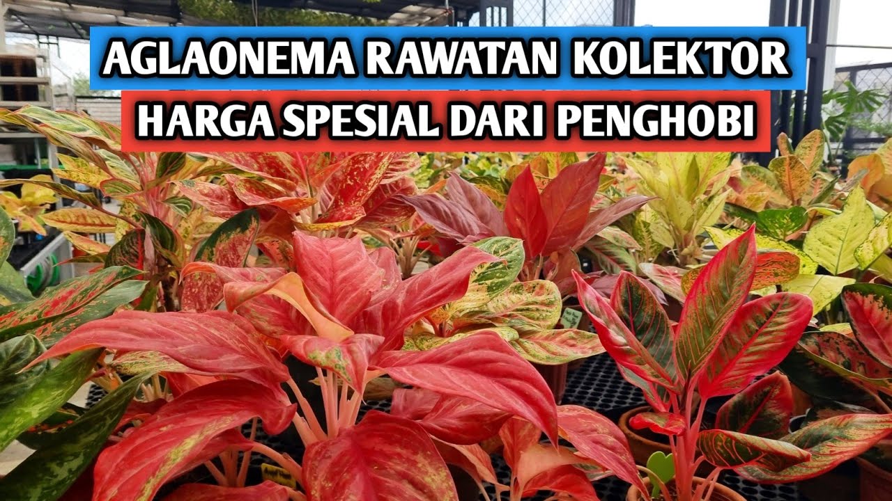 Aglaonema rawatan kolektor harga spesial dari penghobi