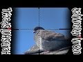 Air rifle pigeon pest control  nothing but headshots  airgun evolution