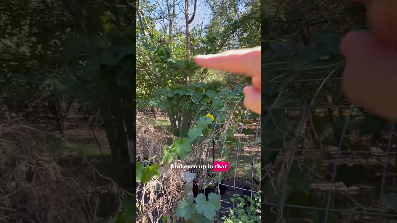 Uploads from From Seed to Spoon Garden Planning App