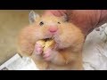 今日も 食い意地 の張った かあちゃんだった・・