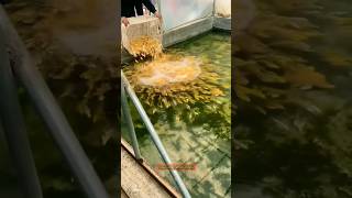 طريقة تربية الأسماك - كيفية تربية أسماك الزينة