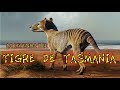 TIGRE DE TASMANIA: La Extinción del Tilacino|Criptozoologia|Terror