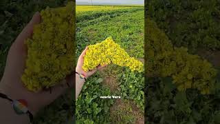 create map Kurdistan flower 🌼😍#kurdistan #viral #کورد #views #اكسبلور #shortvideo #kurdi #shorts