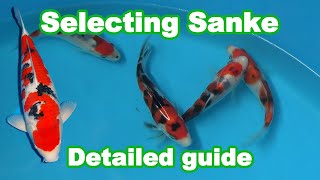Sanke Koi Selection | How to select a good Sanke Koi? screenshot 1