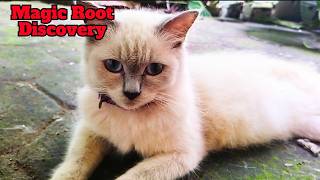 видео: Что нашли коты этим утром? 😹 Забавное приключение в саду картинка: Что нашли коты этим утром? 😹 Забавное приключение в саду