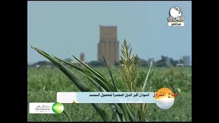 السودان أكبر الدول المصدرة لمحصول السمسم | صباح الشروق