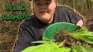 Harvesting, Transplanting, And Making Butter With Wild Ramps