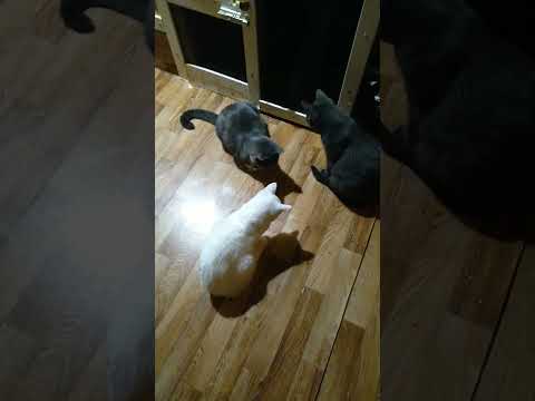 Коты и тени🐱игра