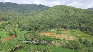 Western Ghats of Karnataka: Forest - agriculture interface between rice fields and palm cultivation
