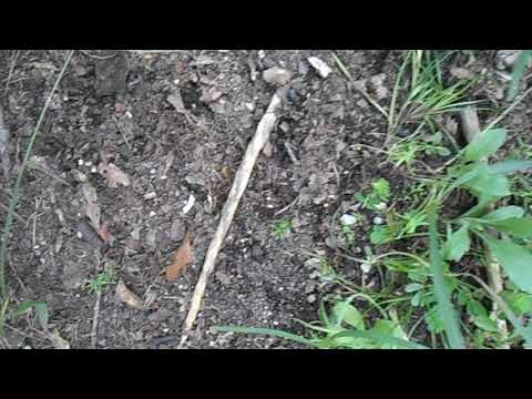 Black Bamboo Mound Planting Rhizomes Phyllostachys Nigra HSNWFL Zone 8