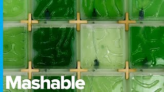 Grow Algae at Home With This Indoor Farming System