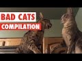 Bad Cats Video Compilation 2016