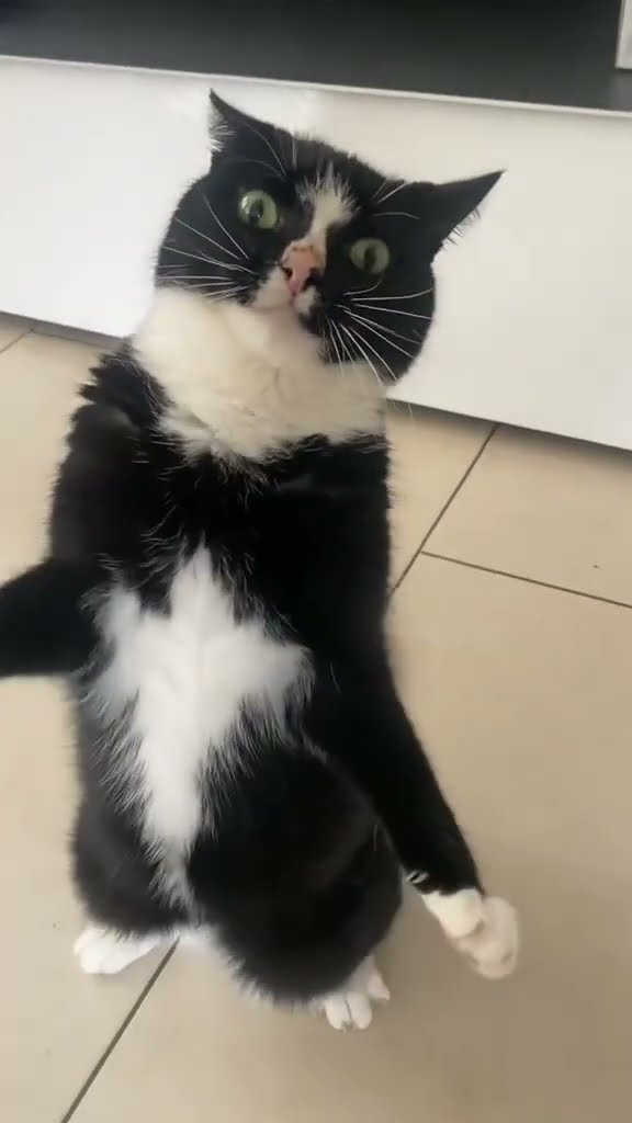 Funny  cats #cat
