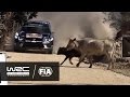 WRC 2016 REVIEW Rally Guanajuato México