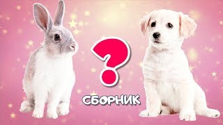 Сборник Про Животных - 18 Минут🐣🐇Викторина - Развивающие Мультики Для Детей