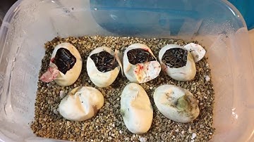 Finally a cutting video! Ball python clutch 3