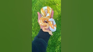 Dreamsicles🔥 #ballpython #snake #pets #animals #wildlife #shorts #viral #fyp
