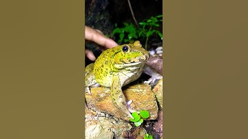 Fun Fun catch Frog jump make you laugh l Tree frog fly make Funny #meme #frog #shorts #shortvideo