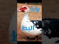 تفسير رؤية البط في المنام 