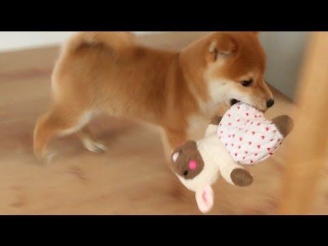 柴犬子犬のこてつ君 羊ちゃんとコロコロ走る 柴尻 Youtube