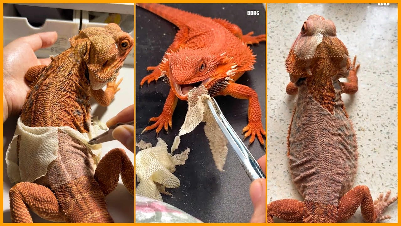 FULL ASMR Shedding Skin Bearded Dragon Series 9 | Remove Stuck Shed