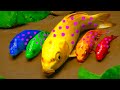 Catfish fishing Stop Motion Cooking Fish Koi Colorful Crocodiles Hunting eel Primitive Mud ASMR