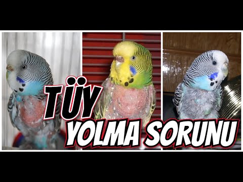 Video: Kuşlarda Tüy Yolma