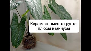 Керамзит вместо грунта: плюсы и минусы