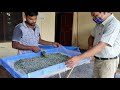 What to do after Molt | How to do cleaning of rearing trays | Silkworm Rearing | रेशम कीटपालन |मोल्ट