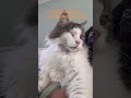 A Daily Dose of Us #cute #viral #foryou #pet #animals #fypage #cat #shorts #catvideos #catlife #fyp