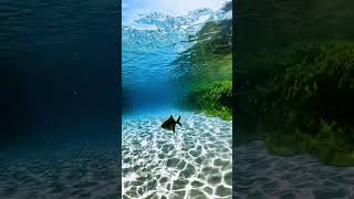 Join me under the sea 😍💦🐠 #satisfying #underthesea #gopro #telesin #o...