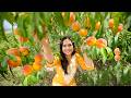 Harvesting Organic पहाड़ी आडू(Peach) 🍑 of Himachal Pradesh in Kullu Manali || पहाड़ी आडू की चटनी 😋
