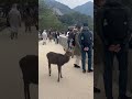 #Male deer #deer #miyajima #japan #animals #wildlife #countrymusic #japan
