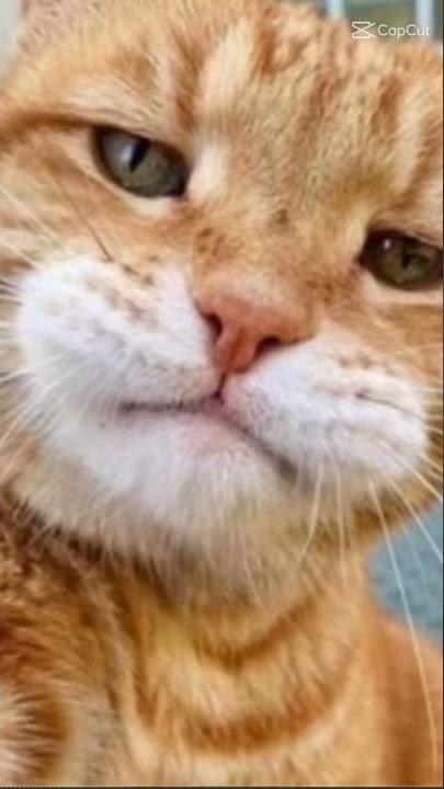 JJ KUCING OREN #shorts  #youtubeshorts