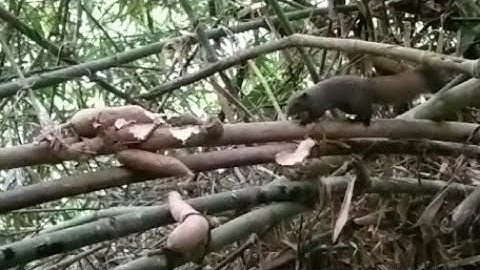 Tiếng sóc bụng đỏ kêu gọi cả đàn đi ăn & săn bắn mới nhất - Suab nag hooj twm qua cuab mag zoo heev