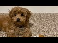 Cute Cavapoo Puppy and Cat: Frenemies Episode 4