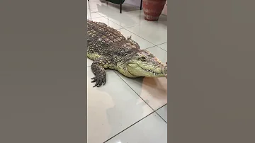 РУЧНОЙ НИЛЬСКИЙ РУЧНОЙ КРОКОДИЛ ГОША!!!