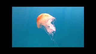 Cooper Island Snorkeling - Bvi - September 2023